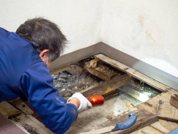 Best Post-Flood Mold Remediation in Dixon, IL
