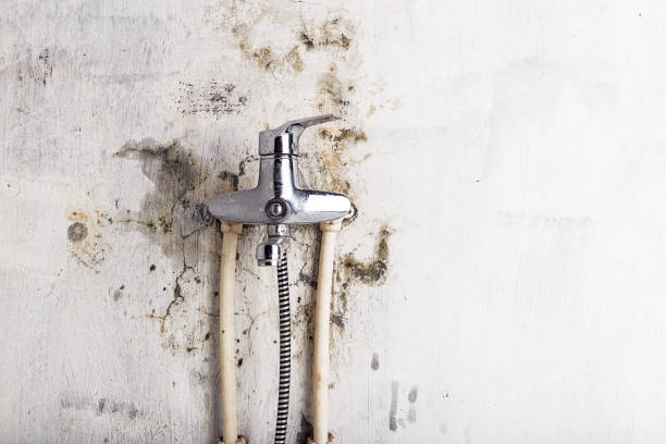 Best DIY Mold Remediation Support Services in Dixon, IL