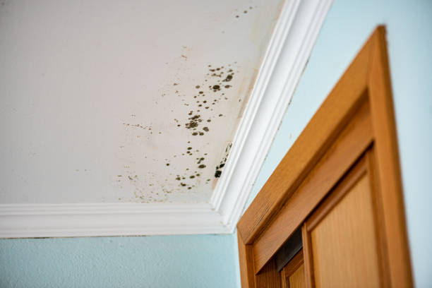 Best Emergency Mold Remediation in Dixon, IL