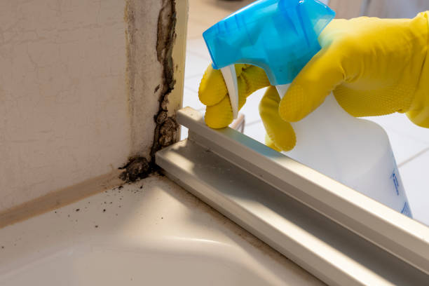 Best Mold Remediation for Specific Building Types in Dixon, IL